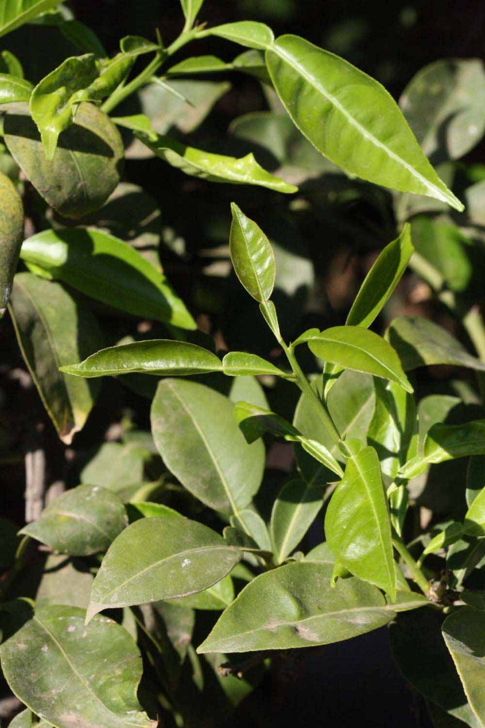              Sun leaves (Riverside, CA)       